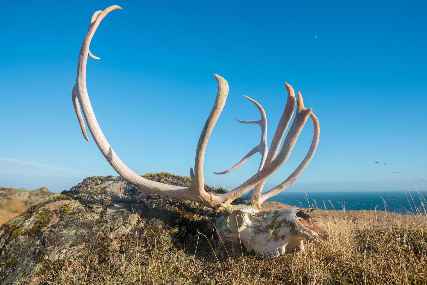 The skeleton bone of dead reindeer in east region of Iceland. photo