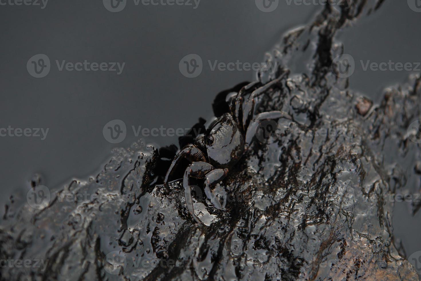 crab and crude oil spill on the stone a photo