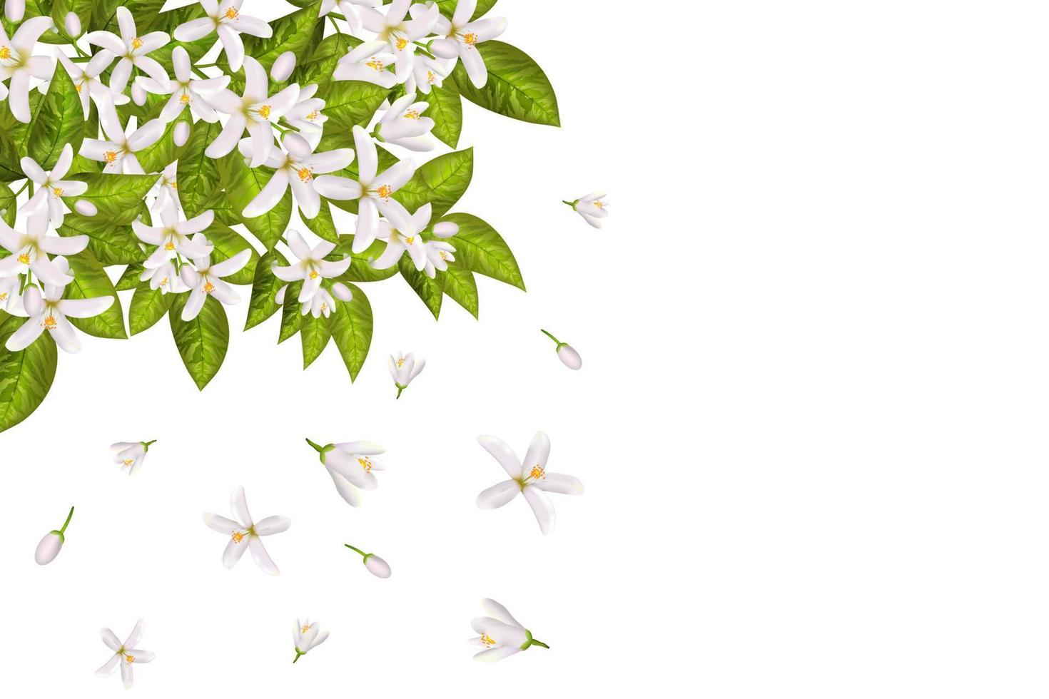 Neroli flowers and leaves vector