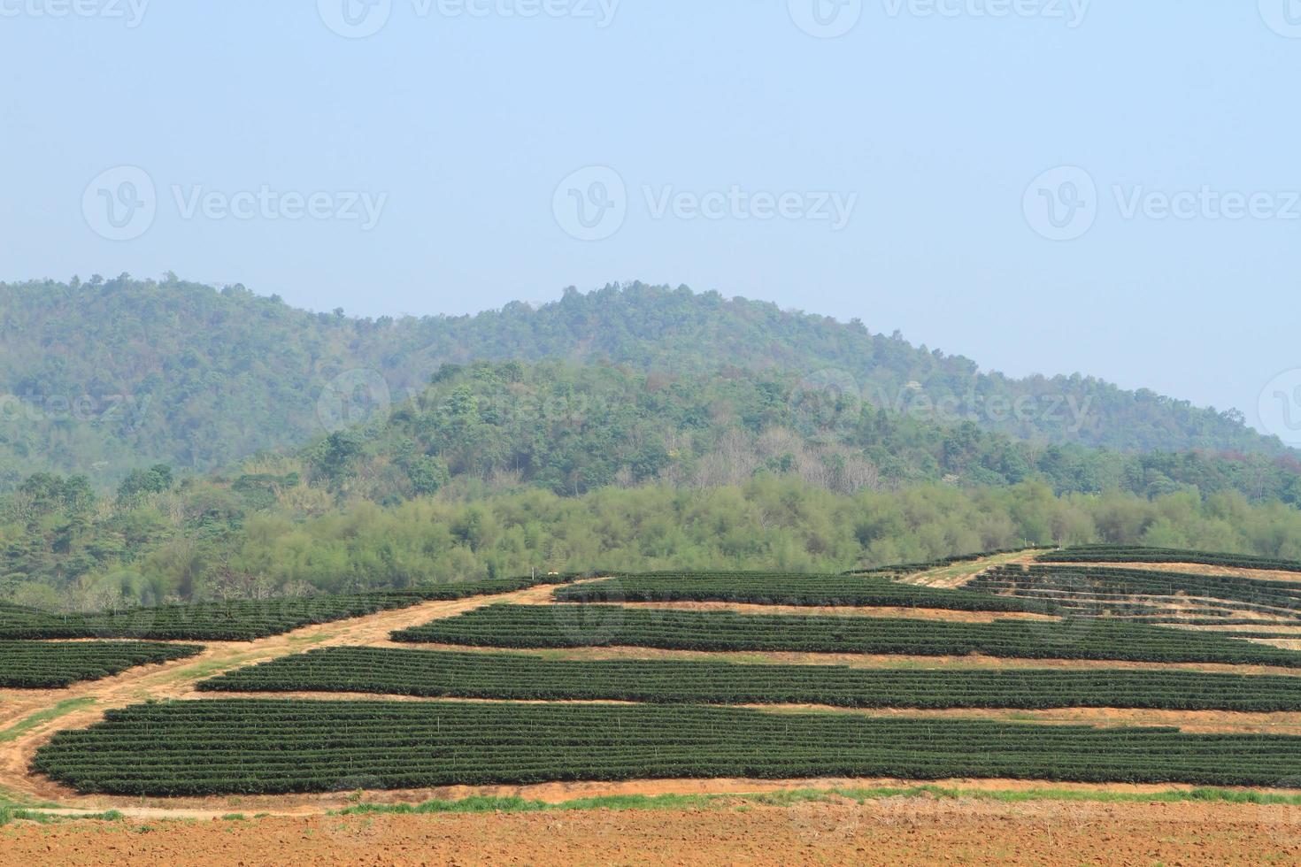 Green Tea Farm photo