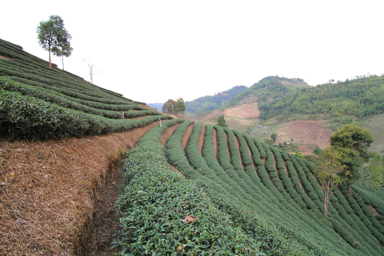 Green Tea Farm photo