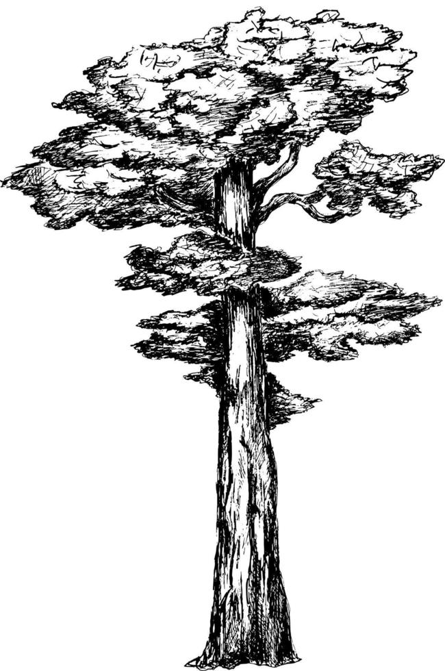 Sketch drawing of a tree. vector