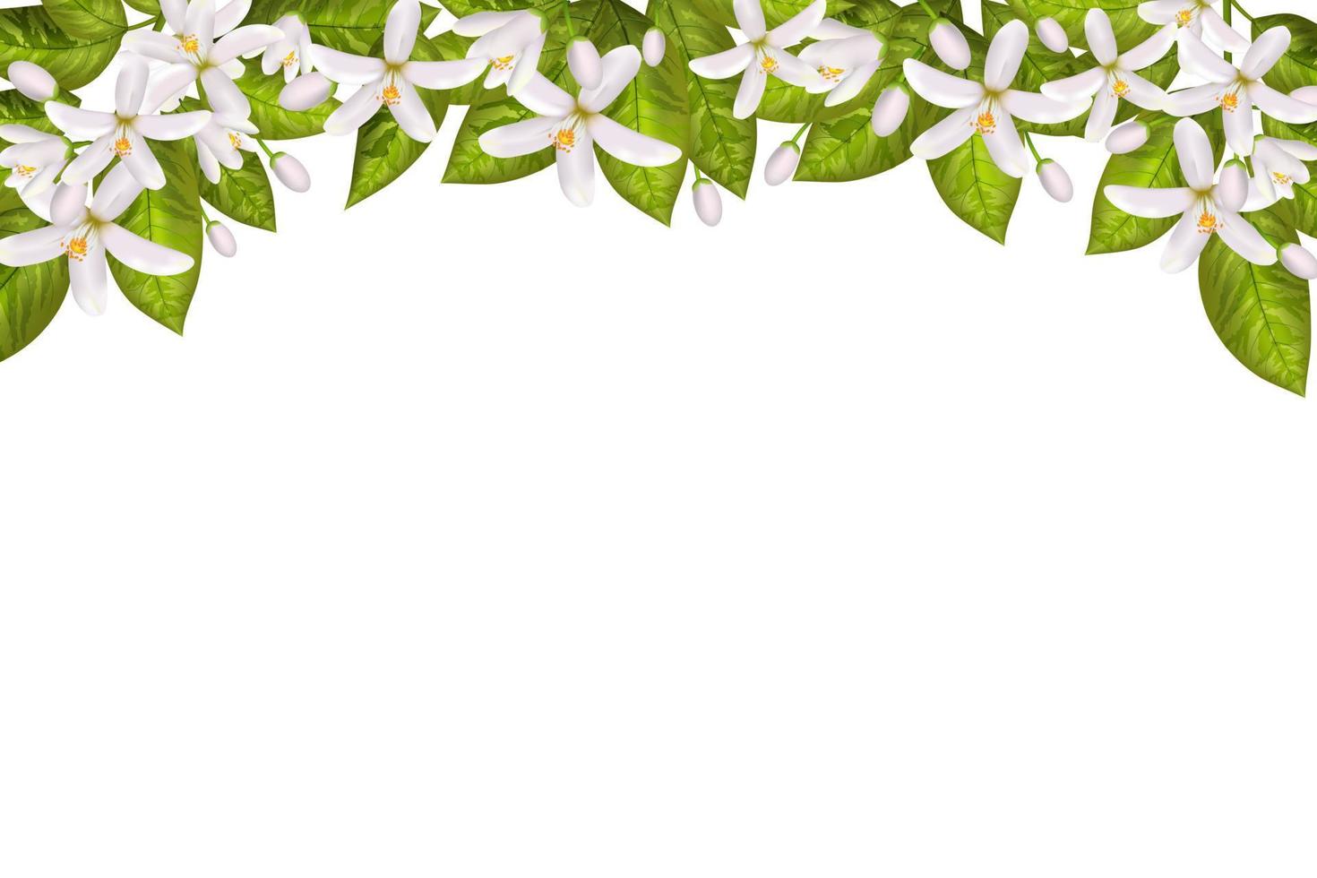 Neroli flowers and leaves vector