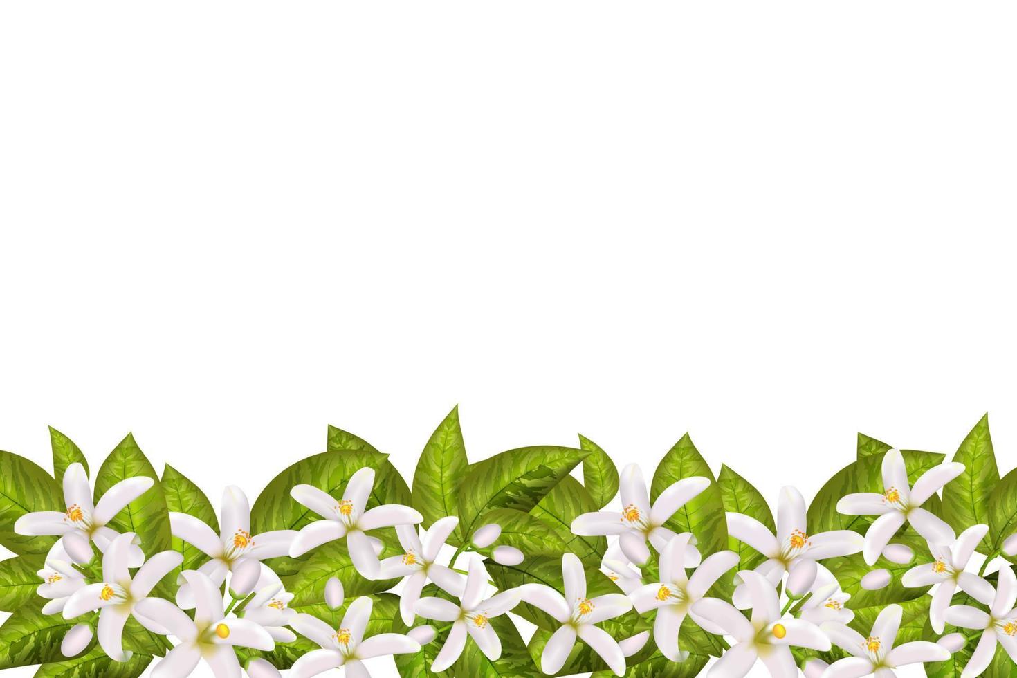 Leaves and flowers of neroli. vector