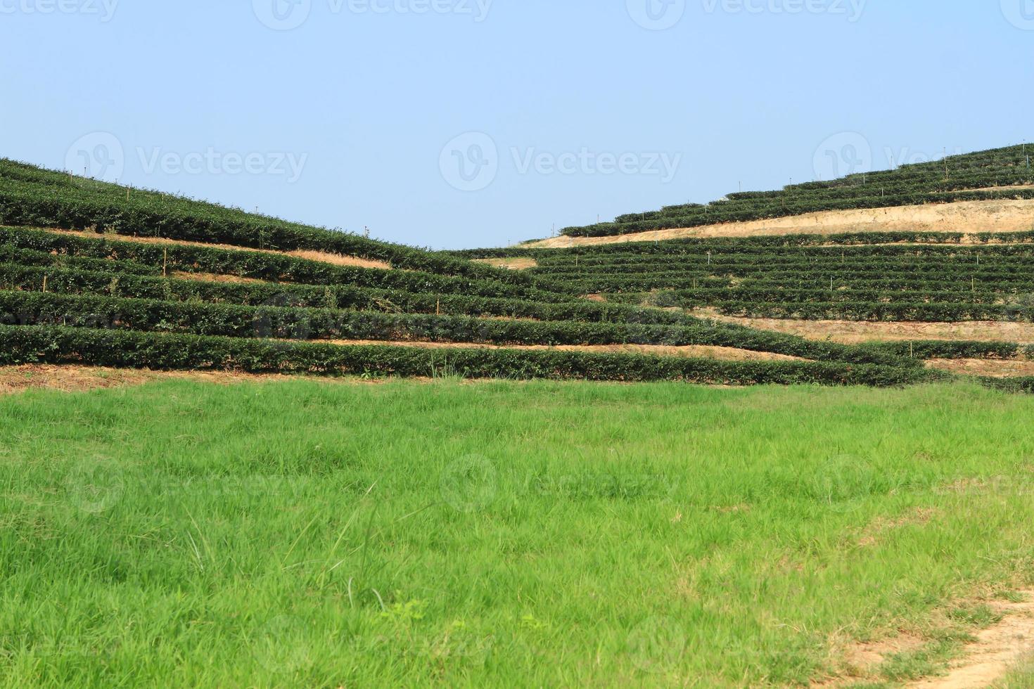 Green Tea Farm photo