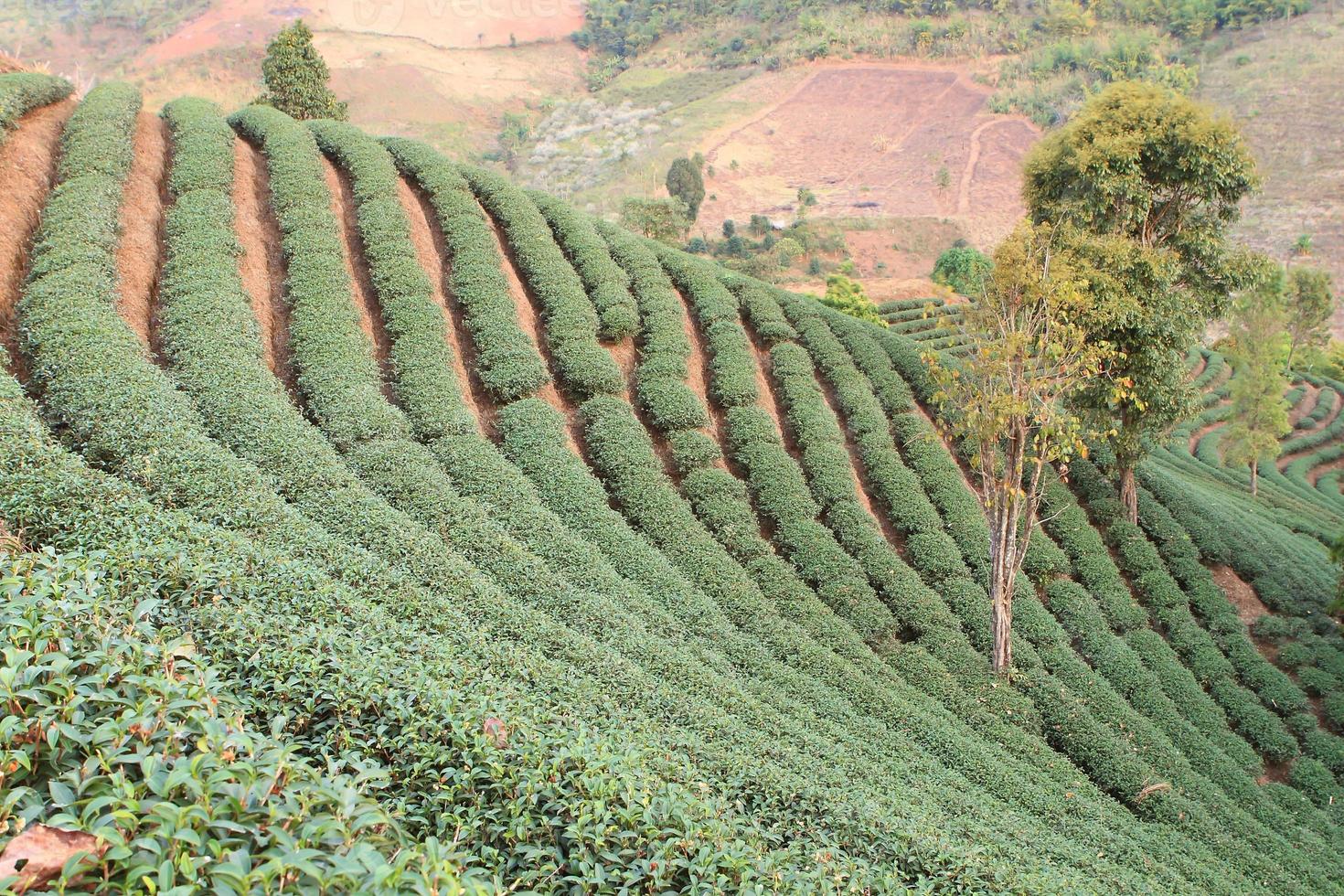 Green Tea Farm photo