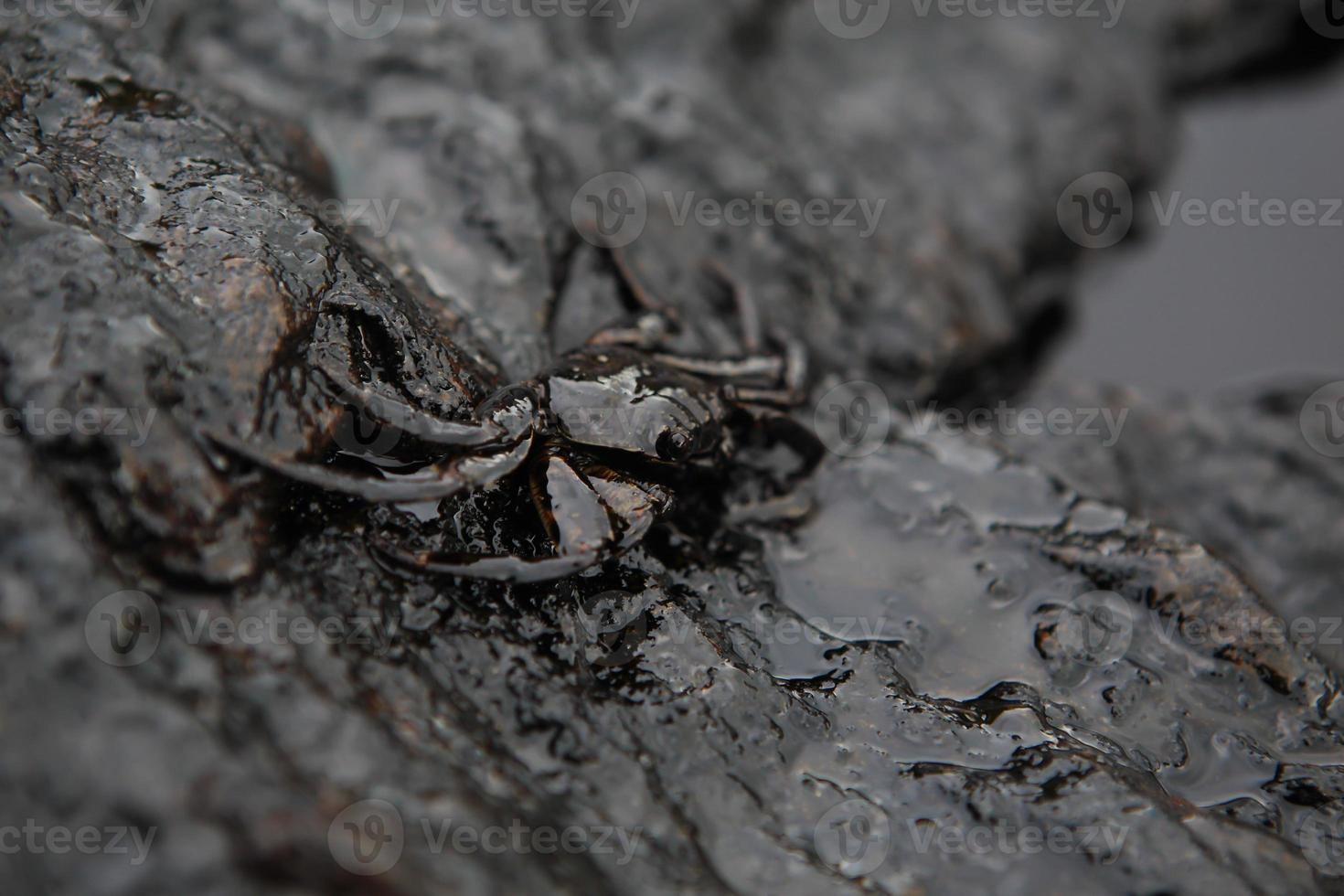 crab and crude oil spill on the stone a photo