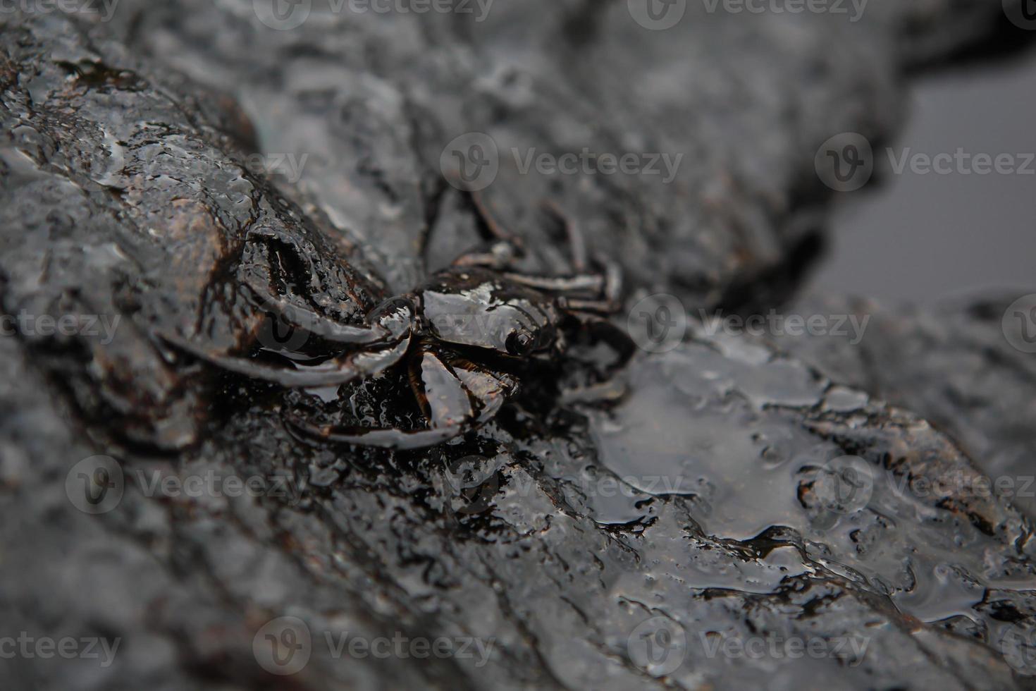 derrame de cangrejo y petróleo crudo en la piedra a foto