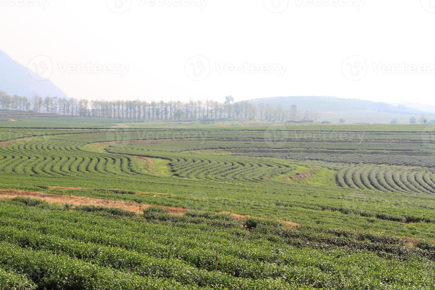 Green Tea Farm photo
