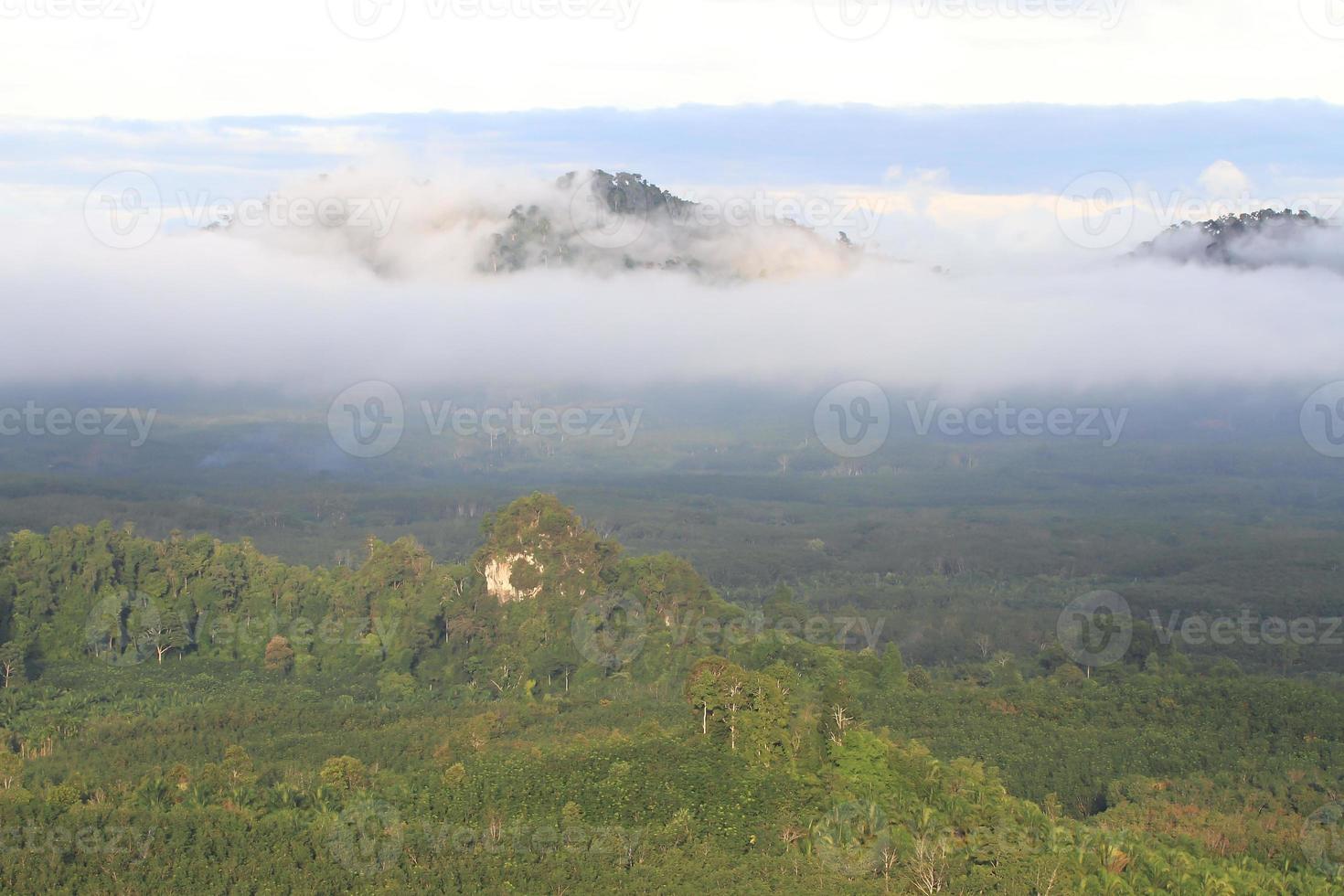 niebla matutina en una densa selva tropical foto