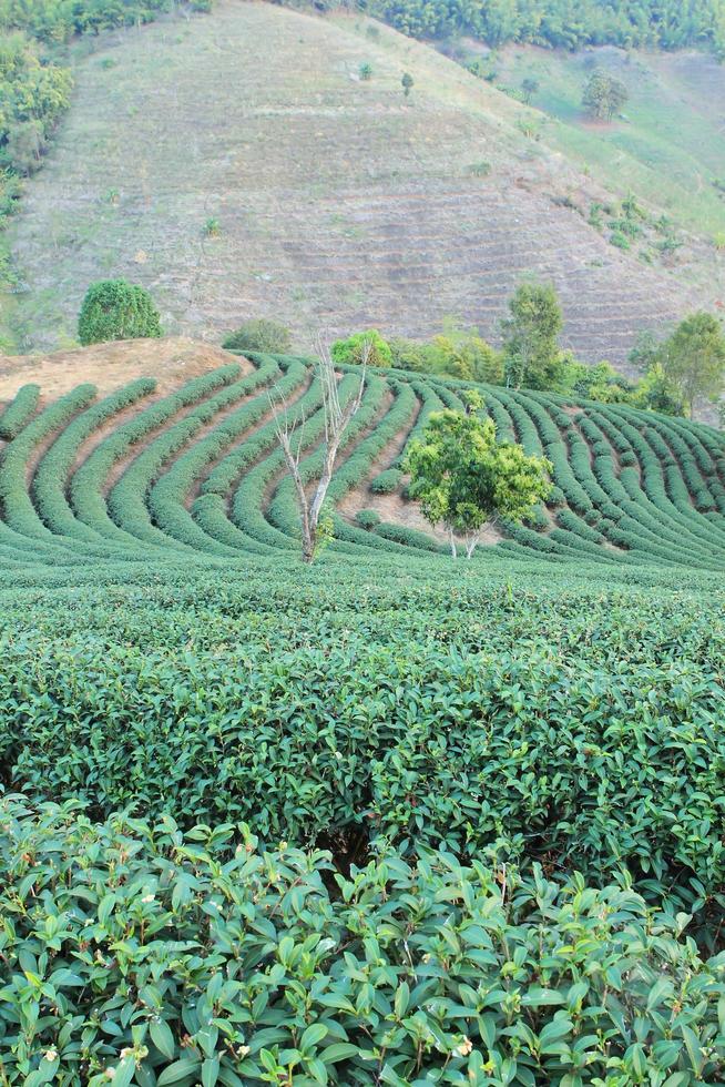 Green Tea Farm photo