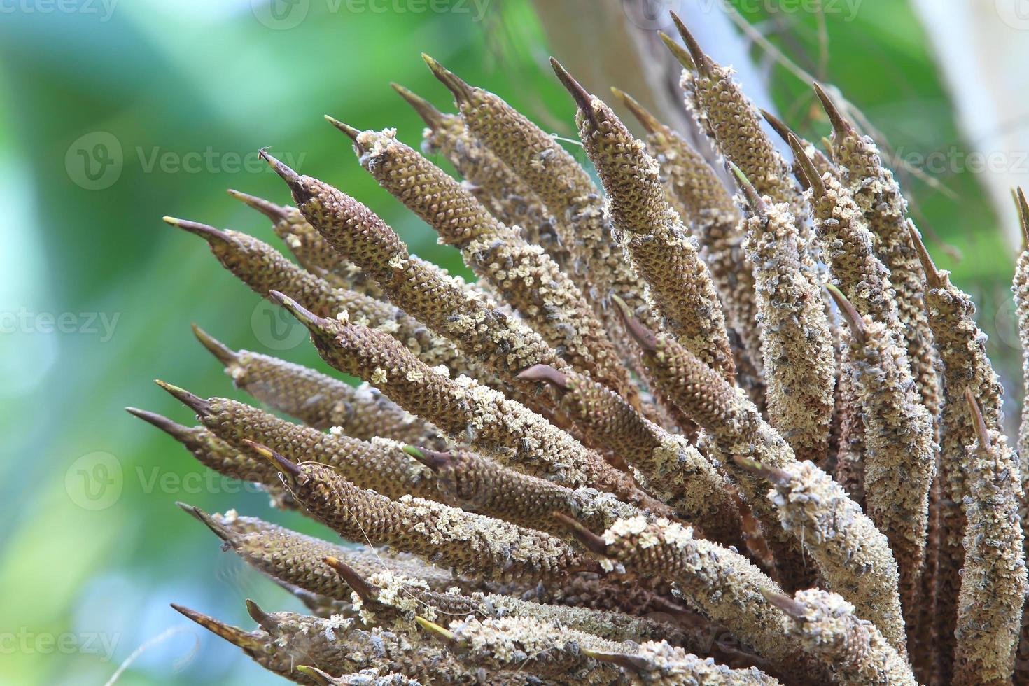 close up inflorescence palm oil photo