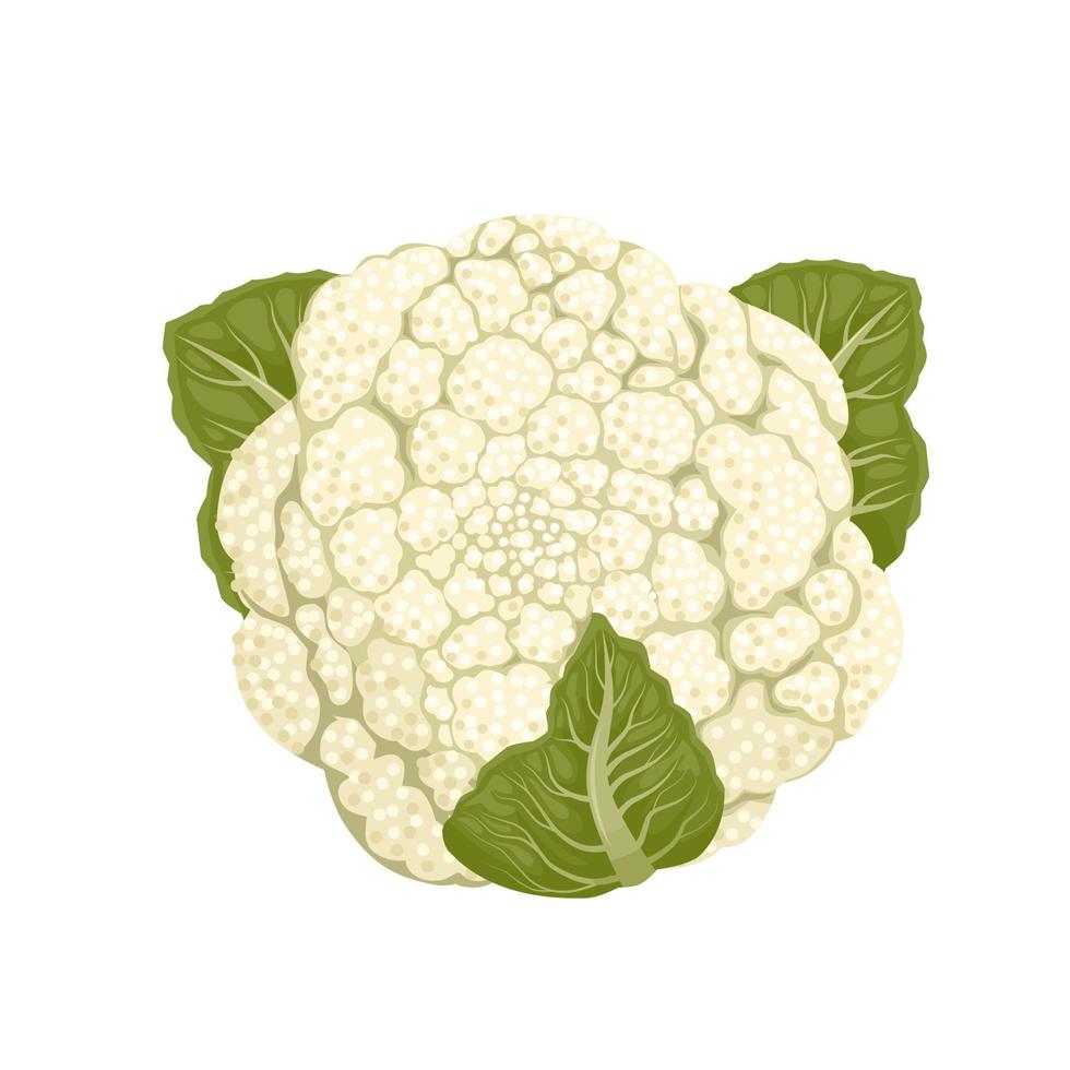 vector illustration, cauliflower isolated on white background.