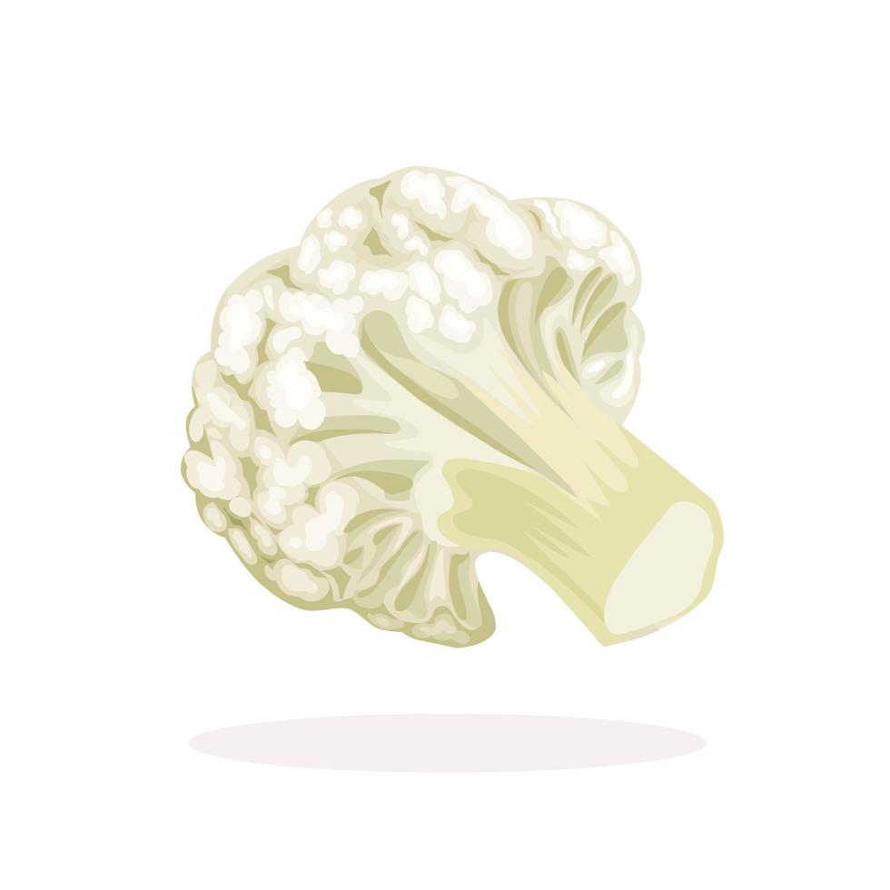 ilustración vectorial, un trozo de coliflor aislado en un fondo blanco. vector