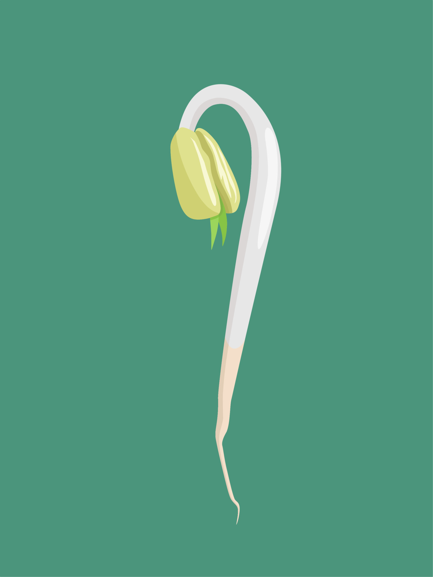 Vector illustration of bean sprouts, a culinary vegetable from freshly