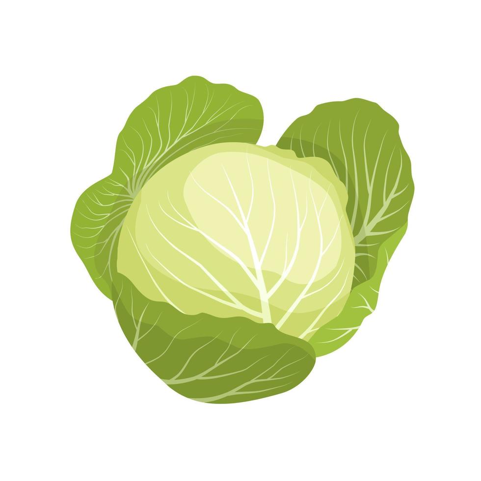 ilustración vectorial, repollo fresco aislado en fondo blanco, elemento de diseño vegetal saludable, para una plantilla o imagen de receta. vector