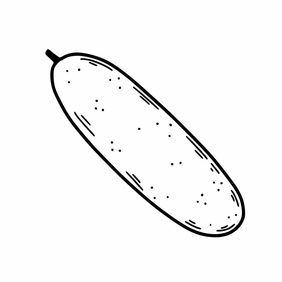 pepino sobre fondo blanco. vegetal saludable. ilustración de garabatos vectoriales. boceto dibujado a mano. vector