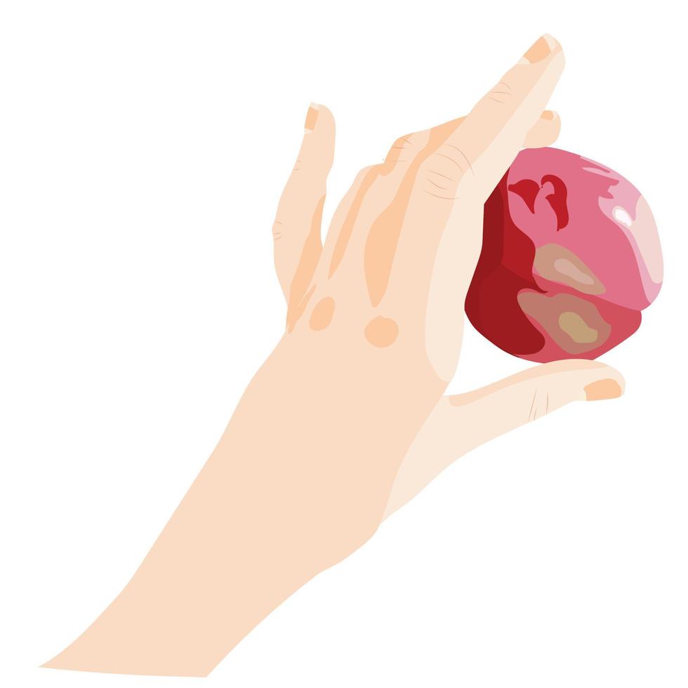 A graceful hand holds a red ripe apple. Vector stock illustration isolated on white background.