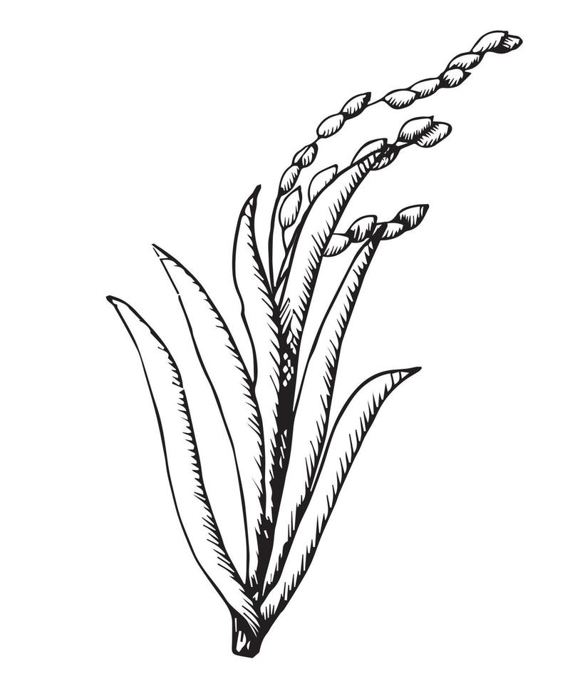 Rice plant with leaves and grains, vector stock illustration in doodle style.