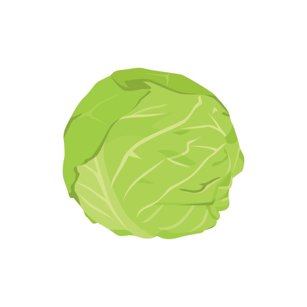 Flat vector of Cabbage isolated on white background. Flat illustration graphic icon