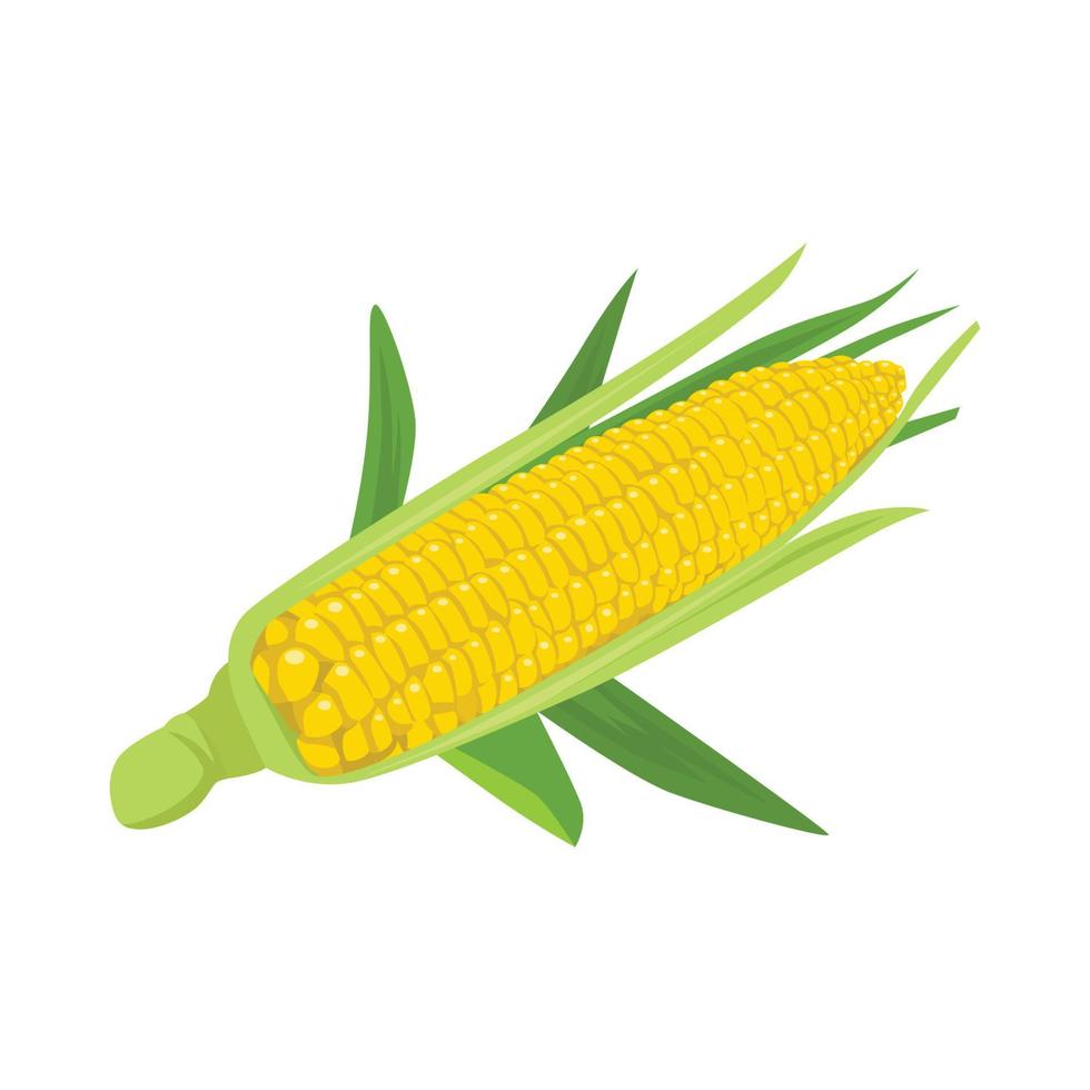 Flat vector of Corn isolated on white background. Flat illustration graphic icon