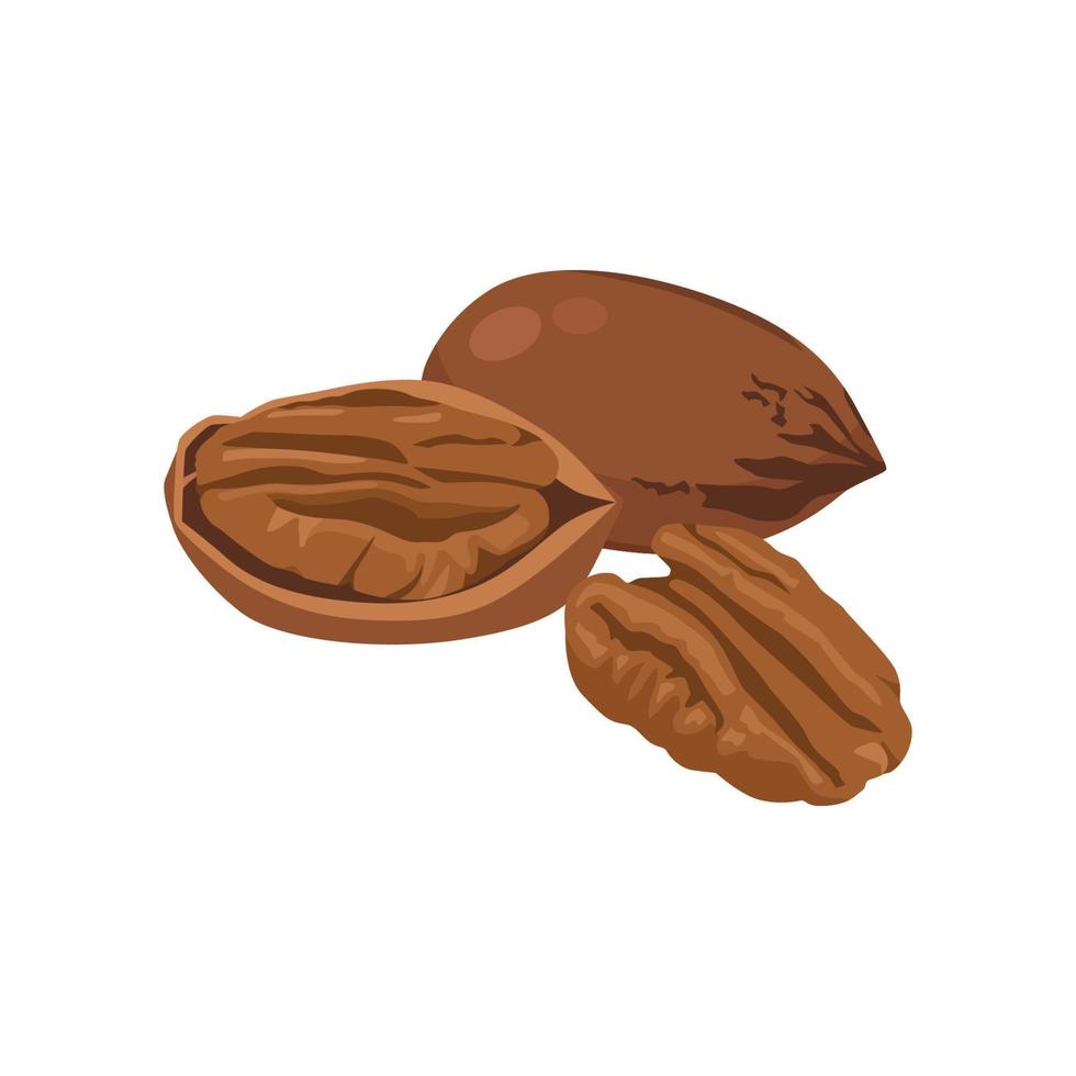 Flat vector of Pecans isolated on white background. Flat illustration graphic icon