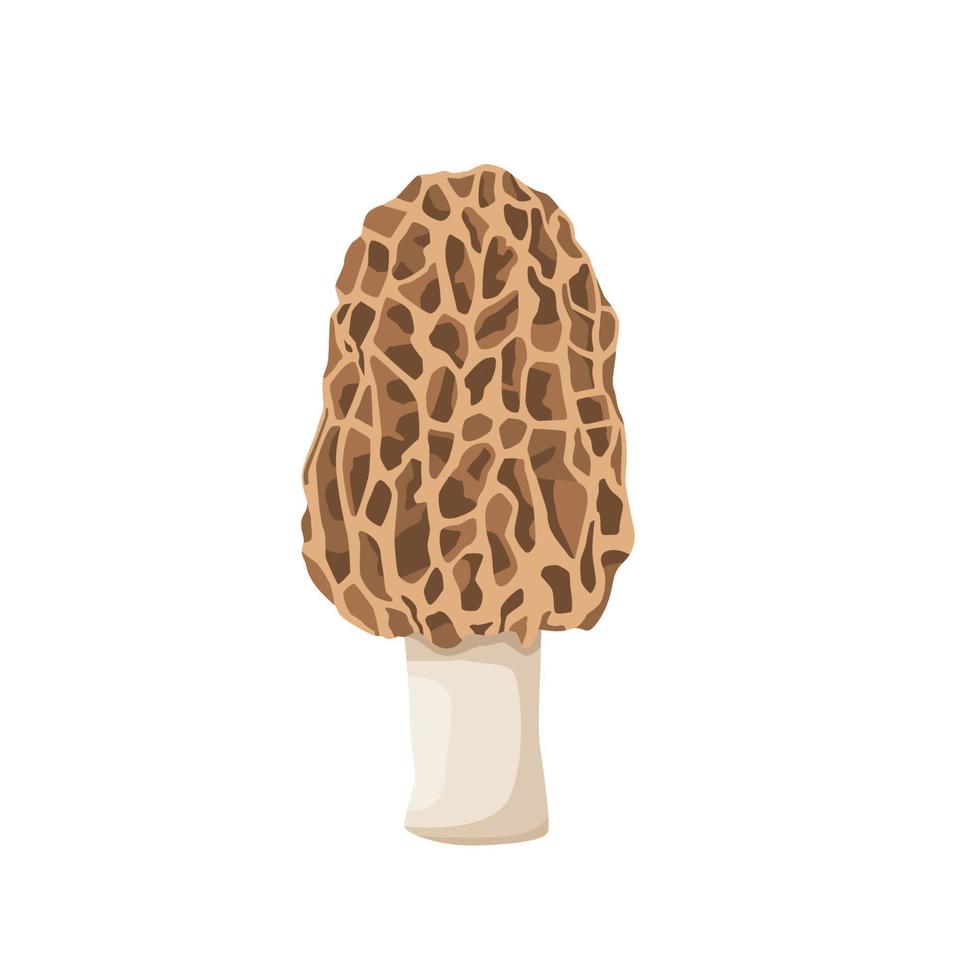 Flat vector of Morel mushroom isolated on white background. Flat illustration graphic icon