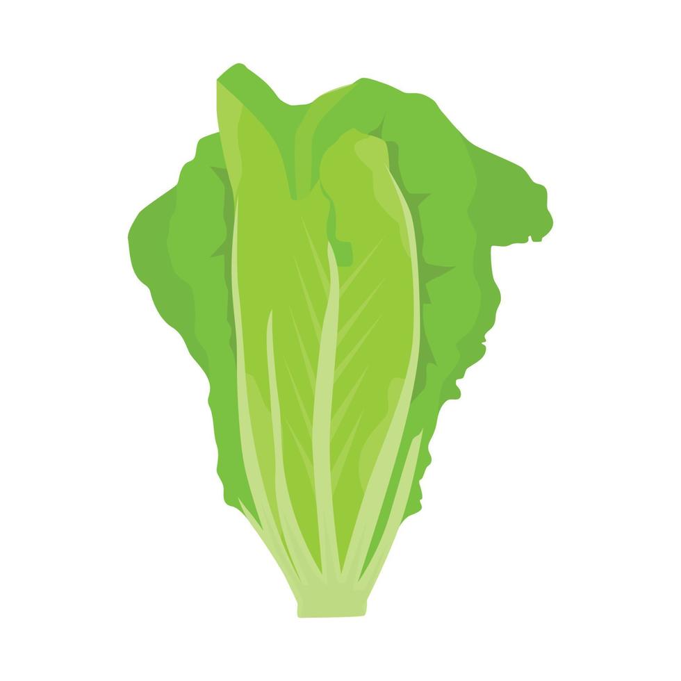 vector plano de lechuga aislado sobre fondo blanco. icono gráfico de ilustración plana