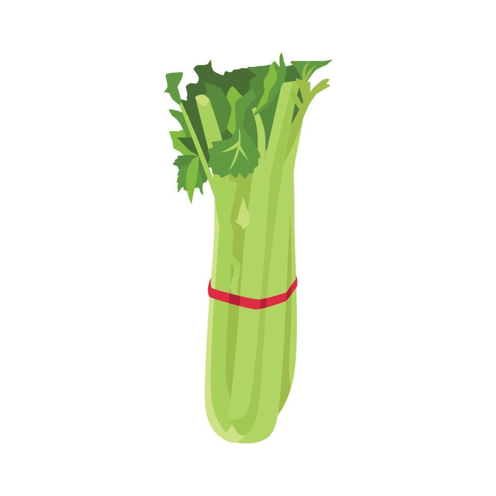 Flat vector of Celery isolated on white background. Flat illustration graphic icon