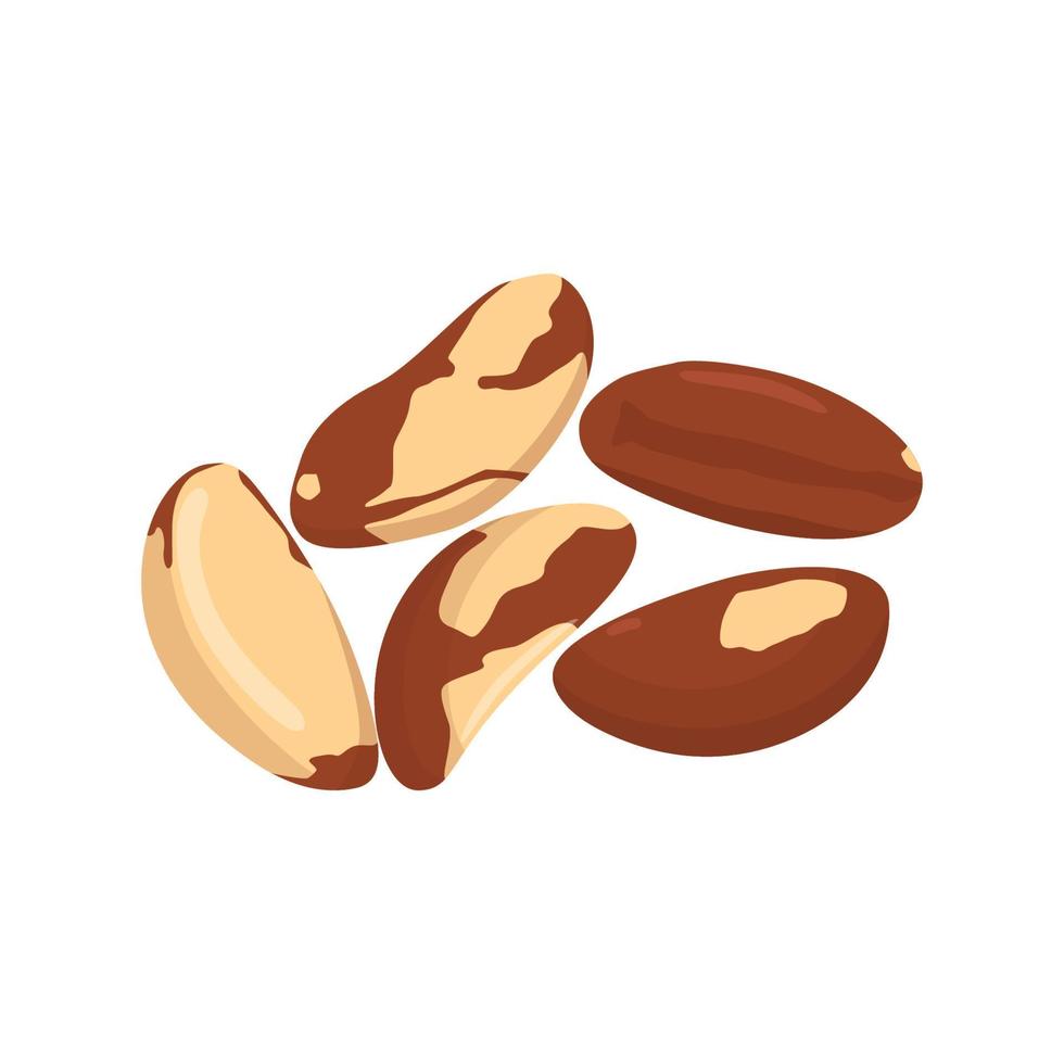 Flat vector of Brazil nuts isolated on white background. Flat illustration graphic icon