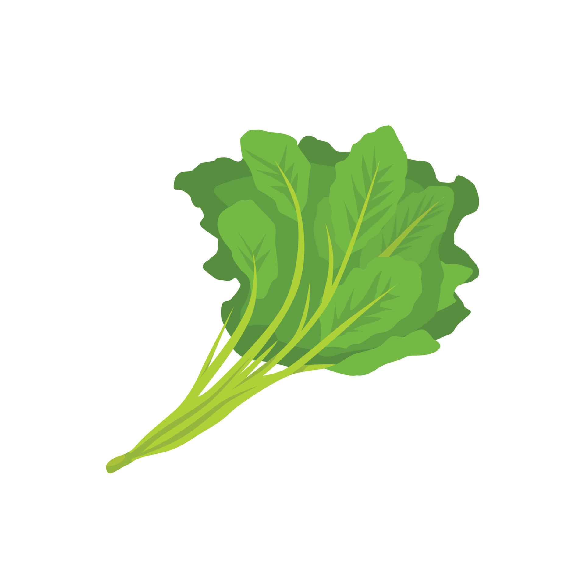 Flat vector of Kale isolated on white background. Flat illustration
