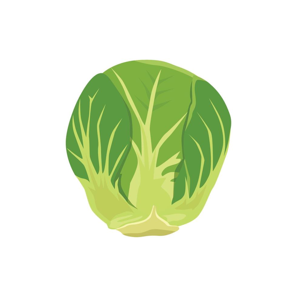 Flat vector of  Brussels sprouts isolated on white background. Flat illustration graphic icon