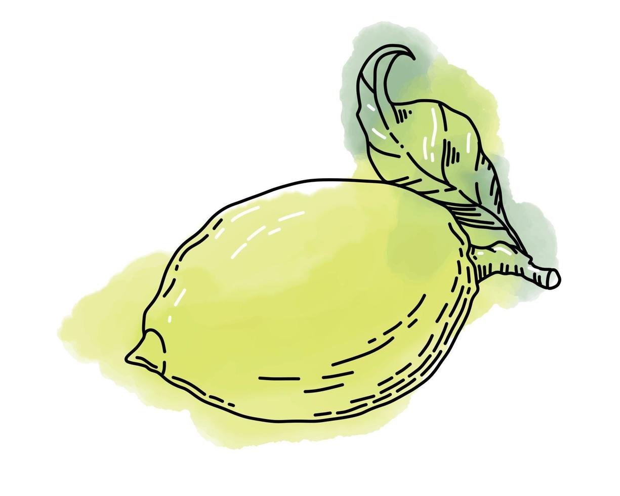 Lemon with Watercolor snap vector