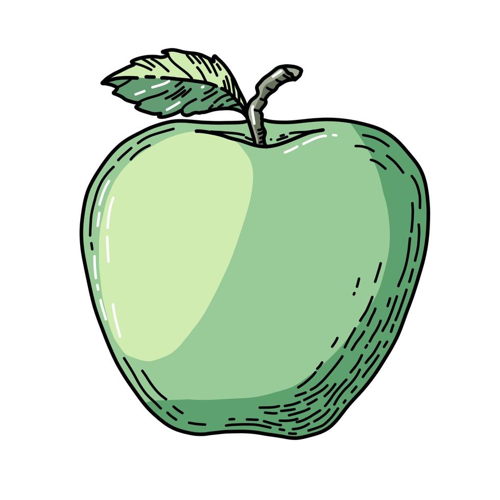 Hand drawn Vector illustration of Green Apple with leaf. Cartoon Drawing on white isolated background for Icon or logo