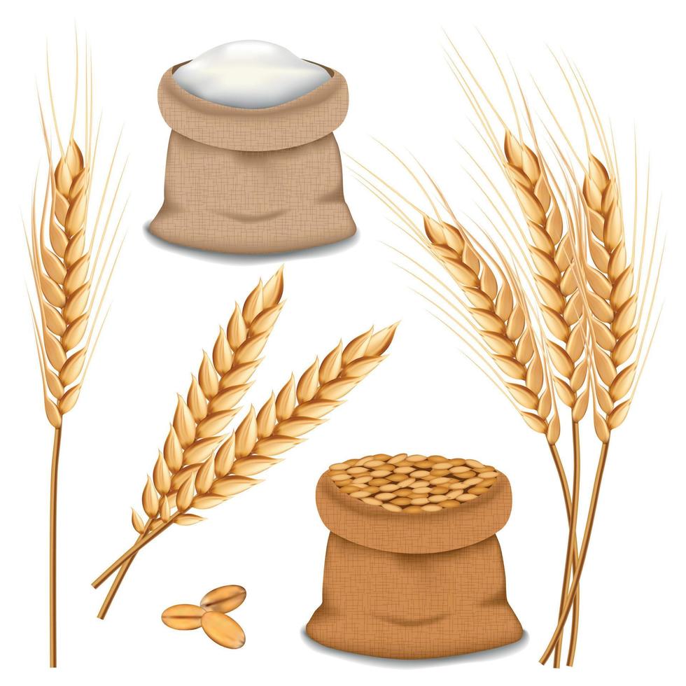 Barley spikelets mockup set, realistic style vector