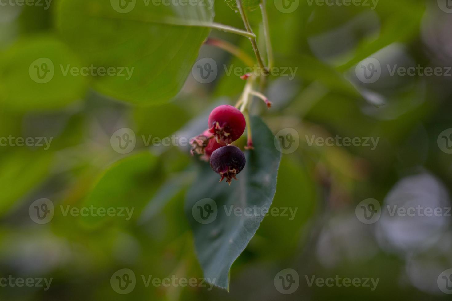 Forest plants close-up on a blurry background photo