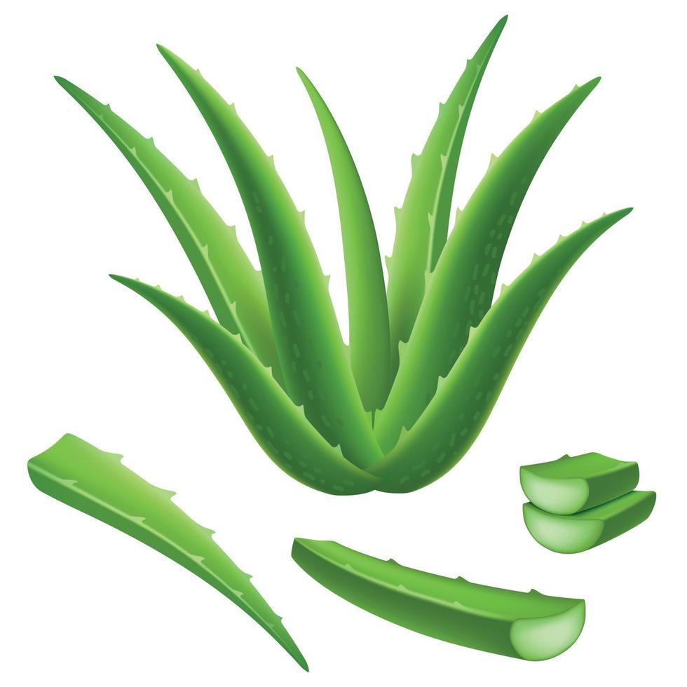 conjunto de iconos de aloe, estilo realista vector