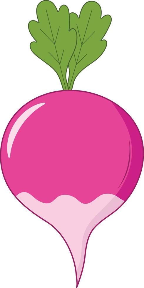 Fresh and Isolated Turnip Vector Illustration