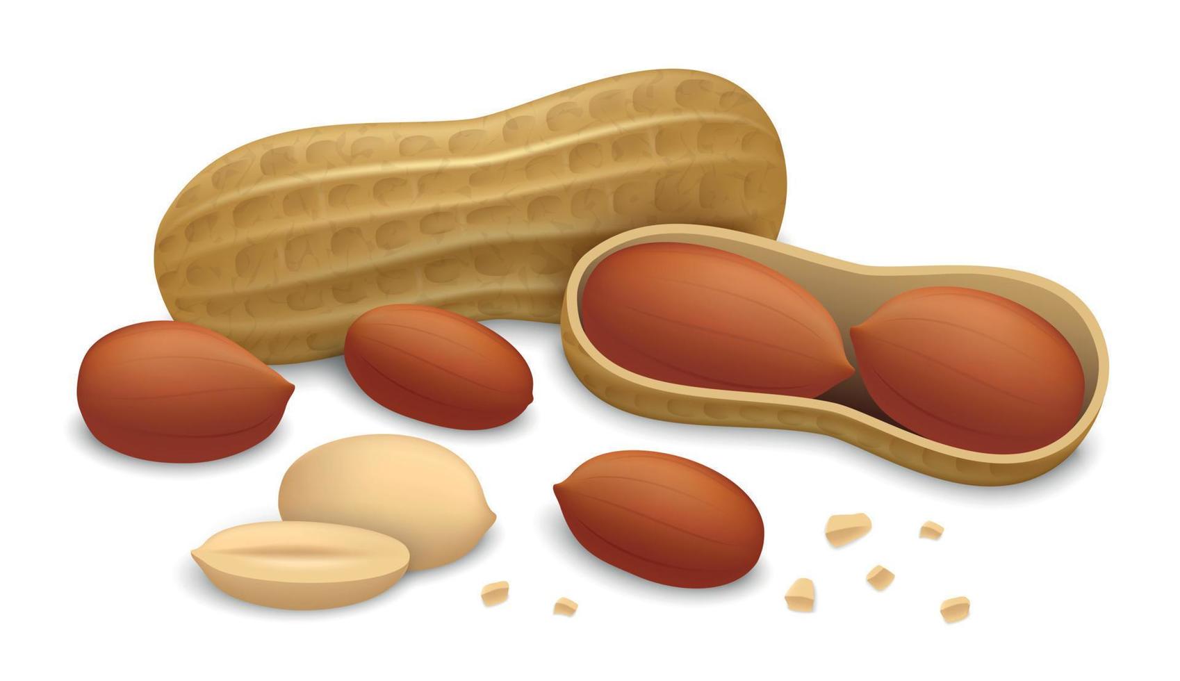 Peanut icon set, realistic style vector