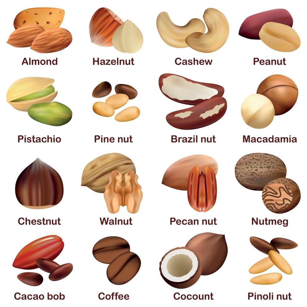 Nut types signed names mockup set, realistic style vector