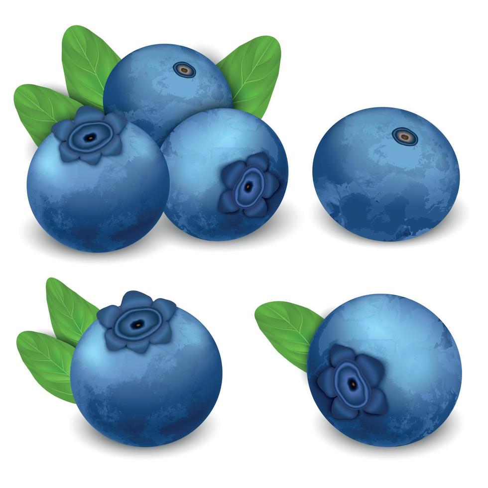 Bilberry icon set, realistic style vector