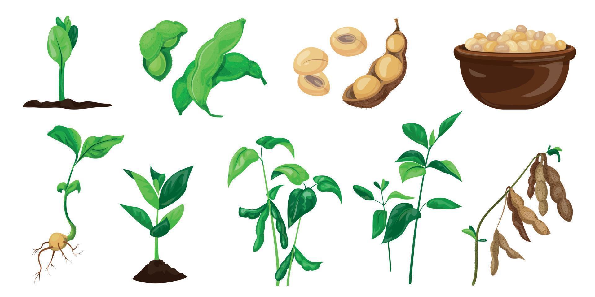 Soybean icons set, cartoon style vector