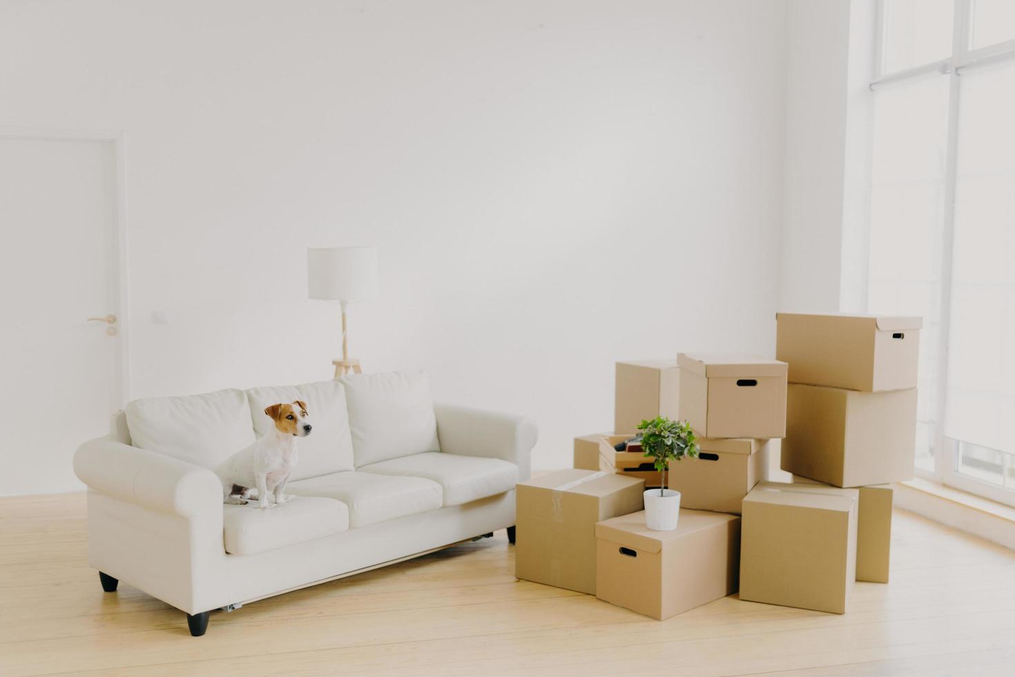 Photo of small dog on comfortable sofa poses in spacious living room, family personal belongings in packages, pile of carton parcels in empty room, light walls, big wondow. Moving Day in new home