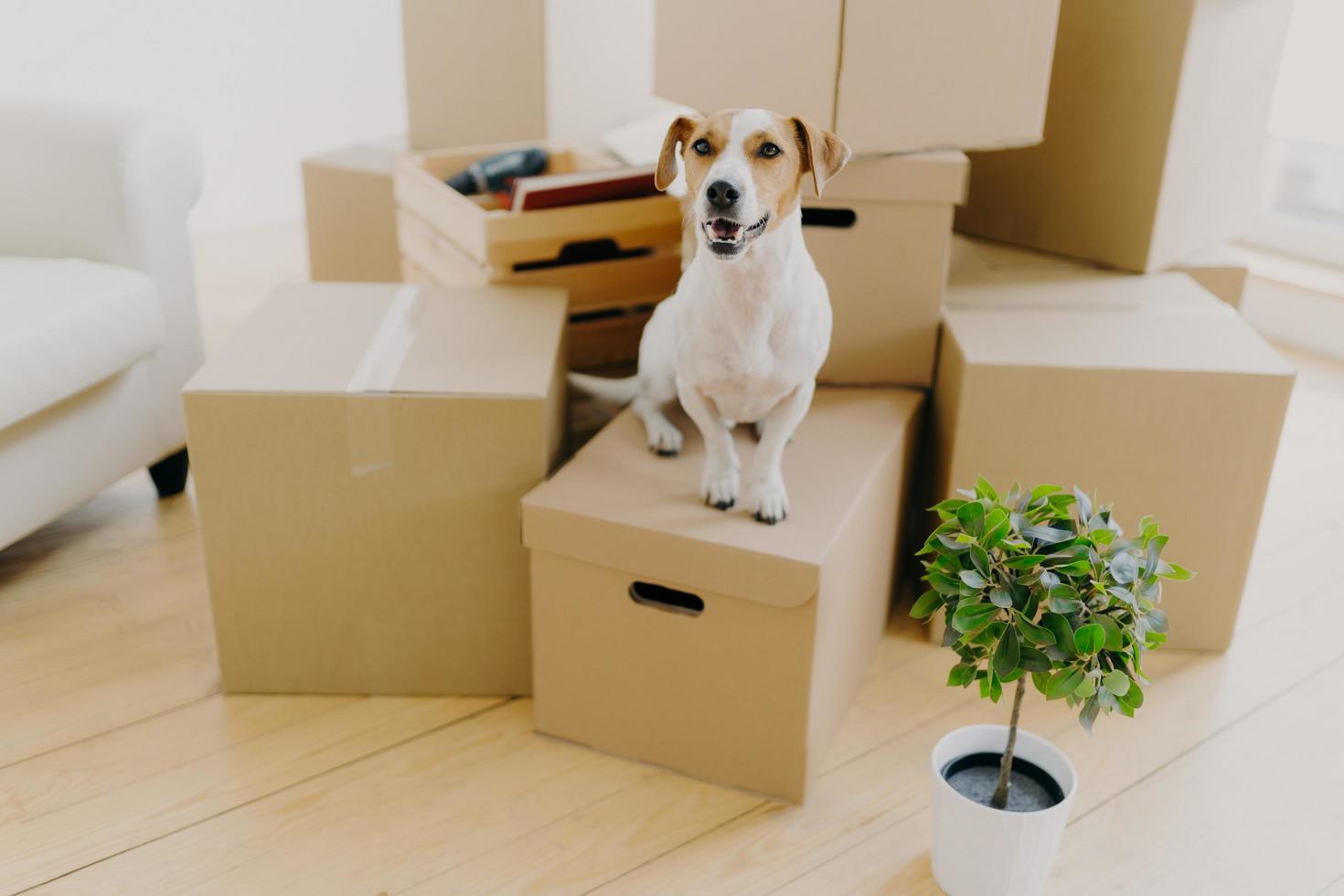 Photo of little brown and white jack russel terrier dog poses on cardboard boxes, potted green palnt near, removes in new house together with hosts. Animals, mortgage and real estate concept