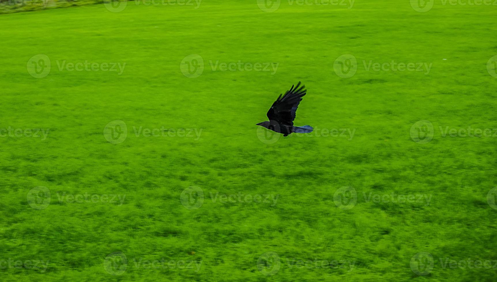 HDR Crow bird animal photo