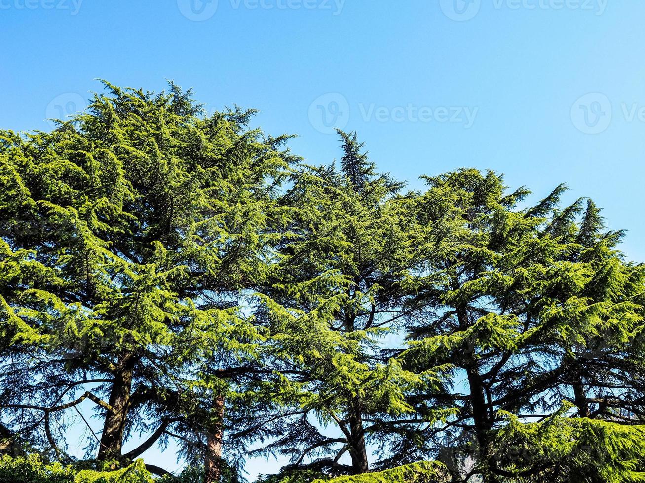 HDR pine Pinus Pinaceae tree over blue sky photo