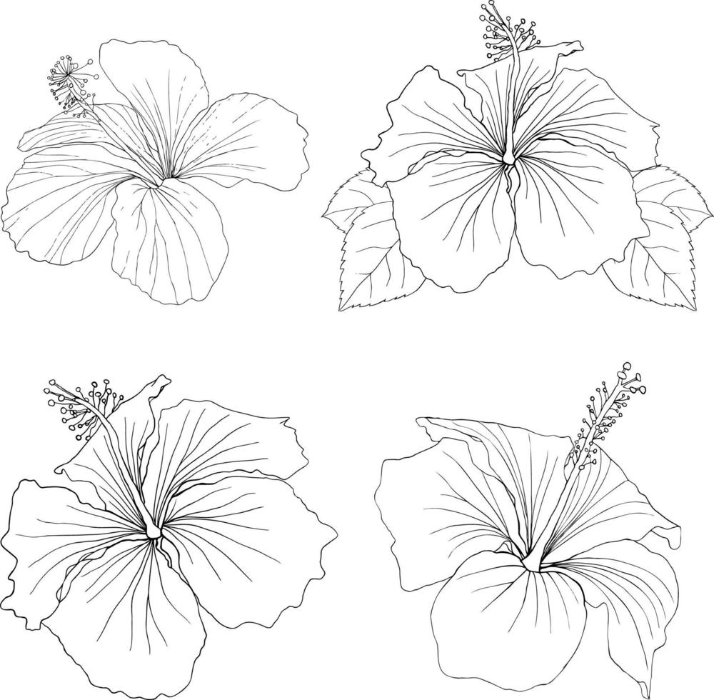 Hand-drawn hibiscus flowers outline collection vector