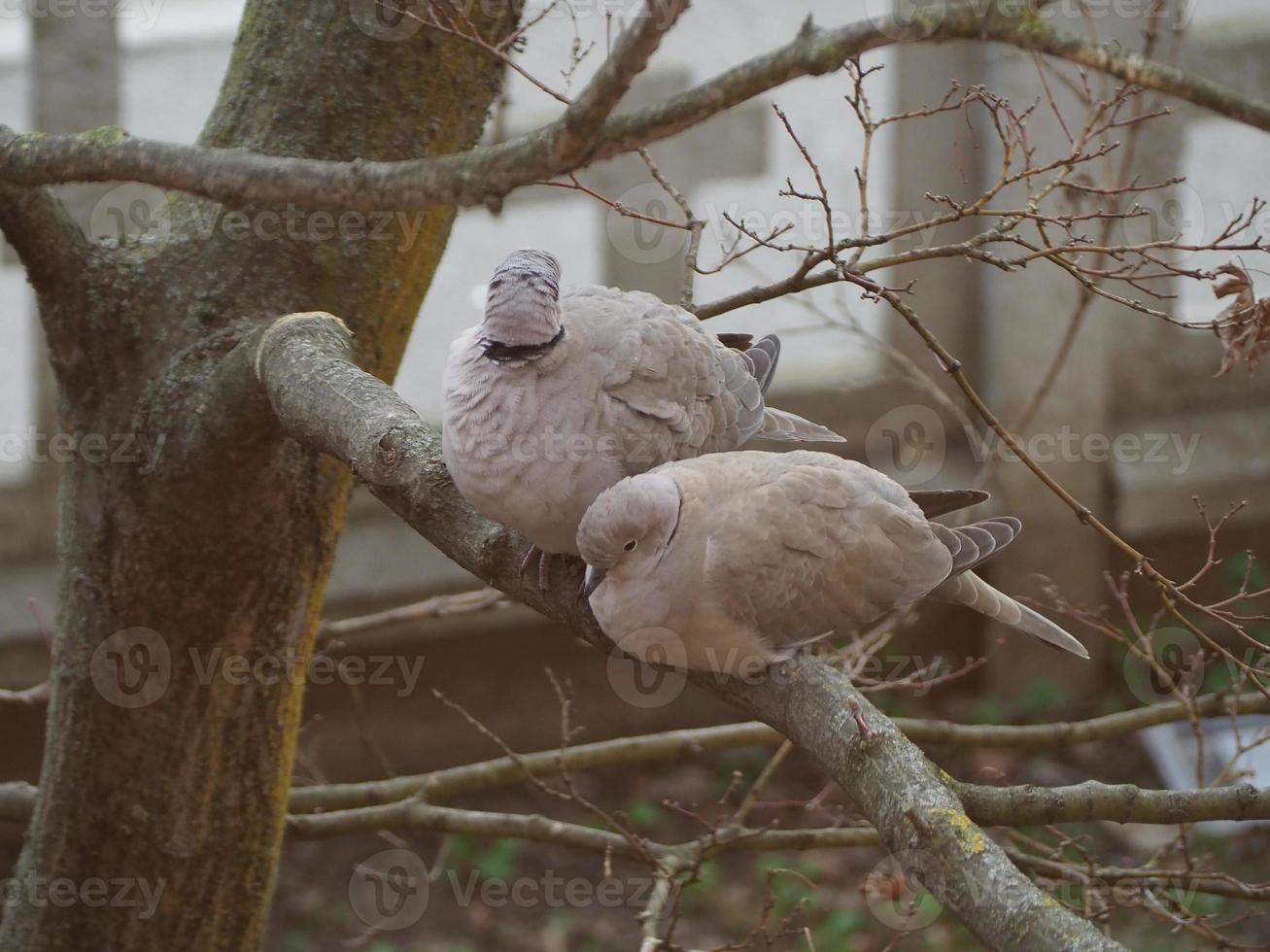 eurasian collared dove bird photo