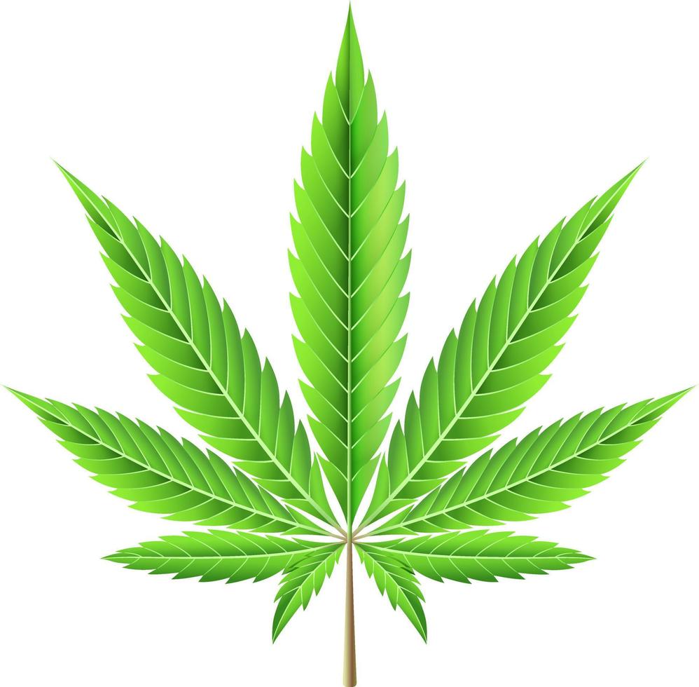 Marijuana leaf illustration vector