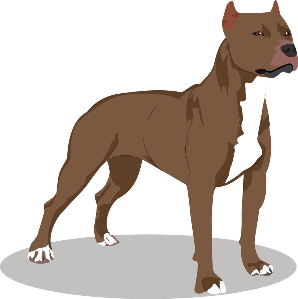 Brown Pitbull dog vector